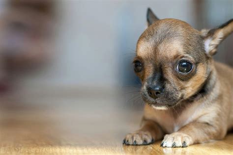 chat chihuahua|Chihuahuas